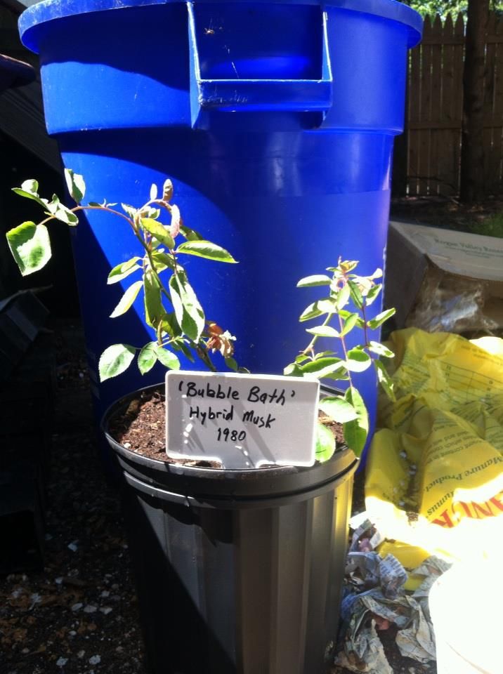  photo BubbleBathMay1_zps7eb80bb7.jpg